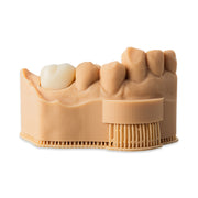 Dental Model Pro